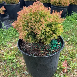 Fire Chief Arborvitae Live Plant - 3 Gallon Container - Evergreen Shrub - Image 6