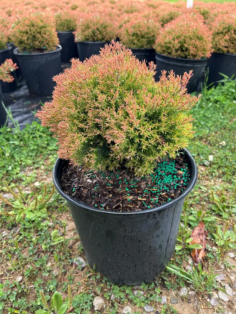 Fire Chief Arborvitae Live Plant - 3 Gallon Container - Evergreen Shrub - Image 6