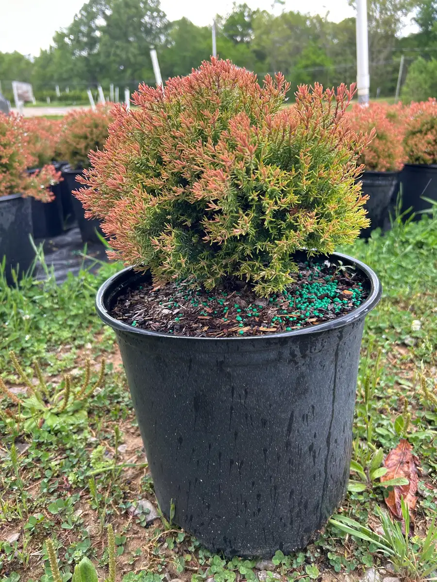 Fire Chief Arborvitae Live Plant - 3 Gallon Container - Evergreen Shrub - Image 1