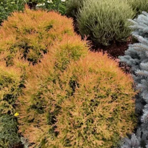 Fire Chief Globe Arborvitae Live Plant - 6