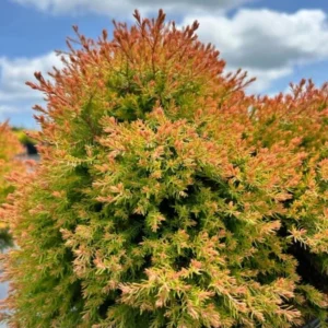 Fire Chief Globe Arborvitae Live Plant - 6