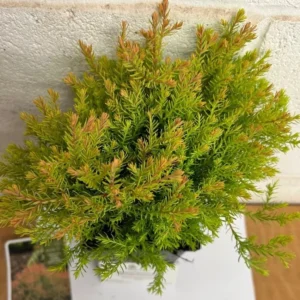 Fire Chief Globe Arborvitae Live Plant - 6