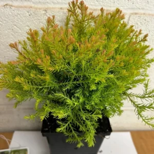 Fire Chief Globe Arborvitae Live Plant - 6