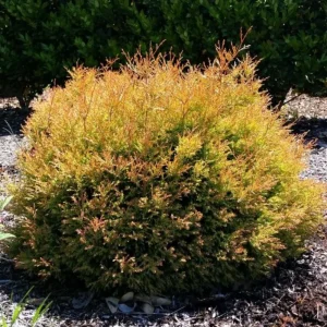 Fire Chief Globe Arborvitae Live Plant - Dwarf Evergreen Shrub 1 Quart Pot 6 Inches Tall Outdoor - Image 2
