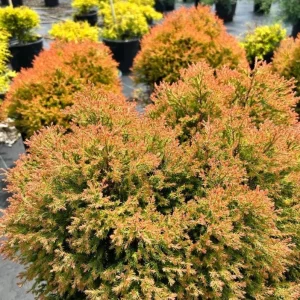 Fire Chief Globe Arborvitae Live Plant - Dwarf Evergreen Shrub 1 Quart Pot 6 Inches Tall Outdoor - Image 3