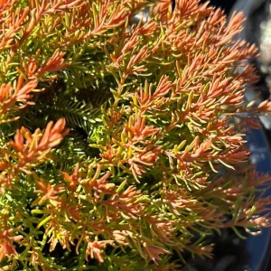 Fire Chief Globe Arborvitae Live Plant - Dwarf Evergreen Shrub 1 Quart Pot 6 Inches Tall Outdoor - Image 4