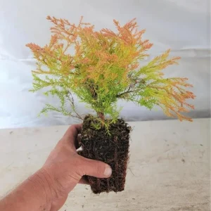 Fire Chief Globe Arborvitae Live Plant - Dwarf Evergreen Shrub 1 Quart Pot 6 Inches Tall Outdoor - Image 5