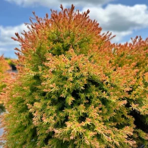 Fire Chief Globe Arborvitae Live Plant - Dwarf Evergreen Shrub 1 Quart Pot 6 Inches Tall Outdoor - Image 1