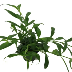 Fire Lipstick Plant Live Plant – Aeschynanthus radicans – 4