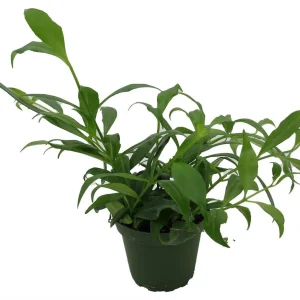 Fire Lipstick Plant Live Plant – Aeschynanthus radicans – 4