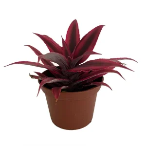 Fire Mystic Red Earth Star Cryptanthus Live Plant - 2.5