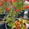 Fire Opal Bougainvillea Live Plant - 1 ft Tall, 1 Gallon Pot - Image 1