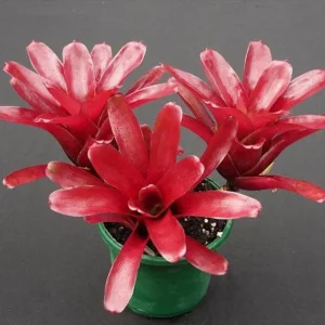 Fireball Neoregelia Bromeliad Live Plant - 4 inch Pot - Houseplant - Image 2