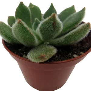Firecracker Succulent Plant - Echeveria setosa - Live Plant - 2.5 inch Pot - Image 3