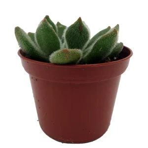 Firecracker Succulent Plant - Echeveria setosa - Live Plant - 2.5 inch Pot - Image 1