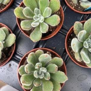 Firecracker Succulent Plant - Echeveria setosa - Live Plant - 2.5 inch Pot - Image 4