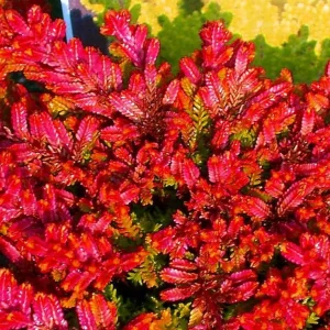 Firefly Scotch Heather Live Plant - Calluna vulgaris - 4 inch Pot - Outdoor Shrub - Image 2