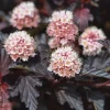 Fireside Ninebark Live Plant Physocarpus opulifolius - 14+ Inches Tall Bare Root Shrub - Image 1