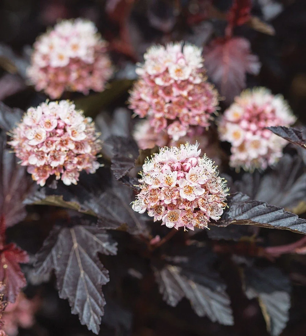 Fireside Ninebark Live Plant Physocarpus opulifolius - 14+ Inches Tall Bare Root Shrub - Image 4