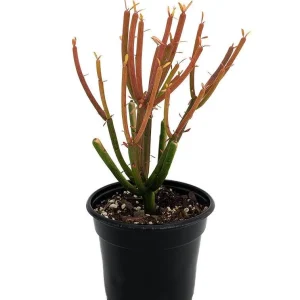 Firesticks Pencil Cactus Live Plant – Euphorbia tirucalli – 4 inch Pot – Indoor - Image 1