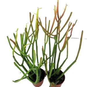 Firesticks Pencil Cactus Live Plant – Euphorbia tirucalli – 2 Pack 2