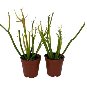 Firesticks Pencil Cactus Live Plant – Euphorbia tirucalli – 2 Pack 2