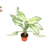 First Diamond Aglaonema Live Plant – 4 inch Potted Houseplant – Indoor - Image 1
