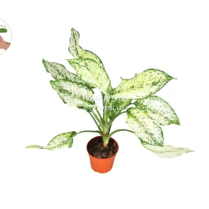 First Diamond Aglaonema Live Plant – 4 inch Potted Houseplant – Indoor - Image 1