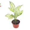 First Diamond Aglaonema Live Plant – 6 inch Pot – Indoor Foliage - Image 1