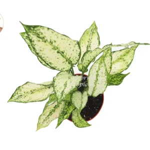 First Diamond Aglaonema Live Plant – 6 inch Pot – Indoor Foliage - Image 2