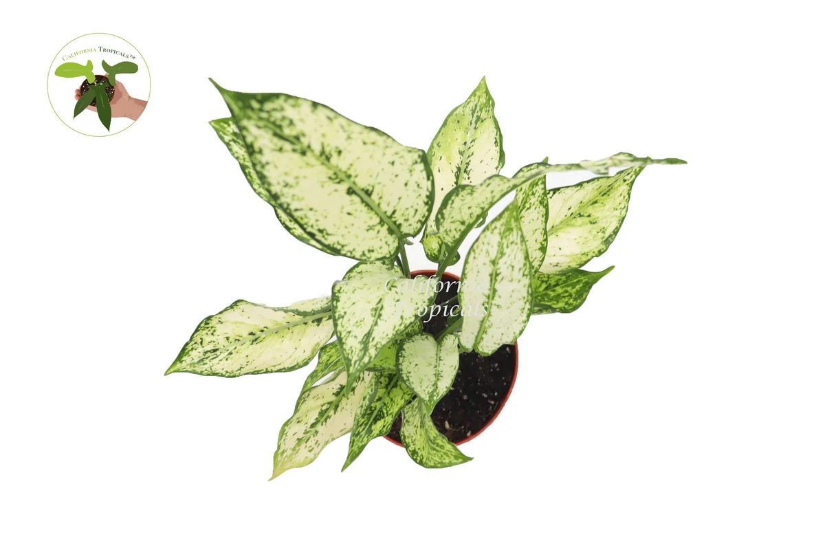 First Diamond Aglaonema Live Plant – 6 inch Pot – Indoor Foliage - Image 2