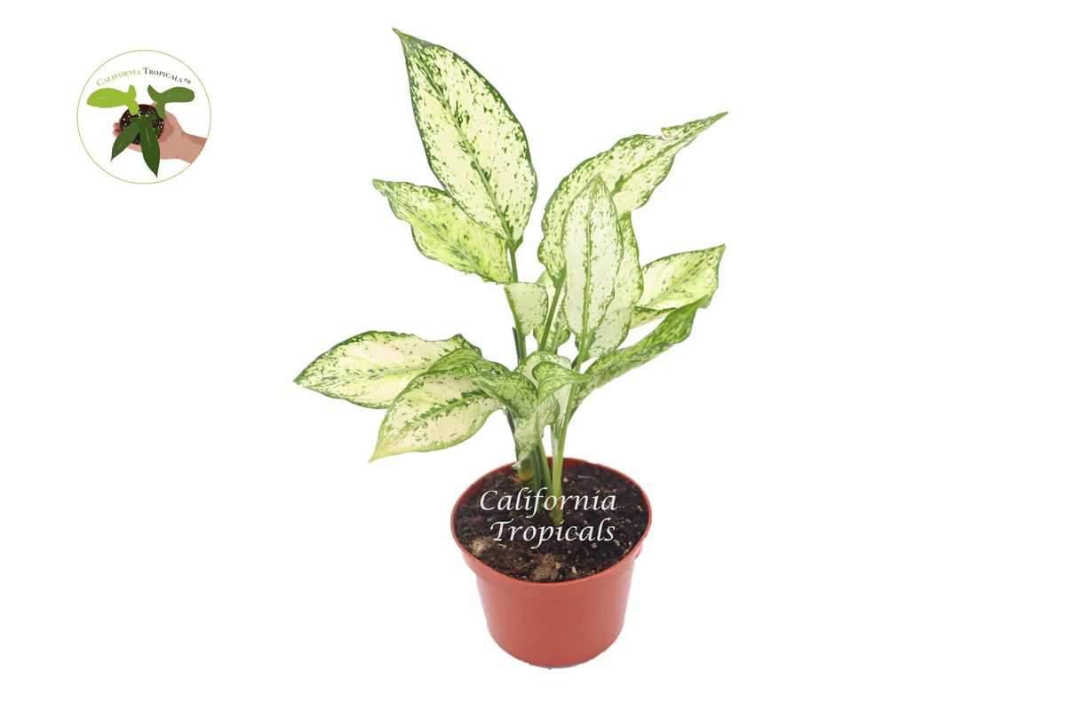 First Diamond Aglaonema Live Plant – 6 inch Pot – Indoor Foliage - Image 1