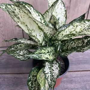 First Diamond Aglaonema Live Plant - White Aglaonema, 6 inch Pot, Indoor - Image 1