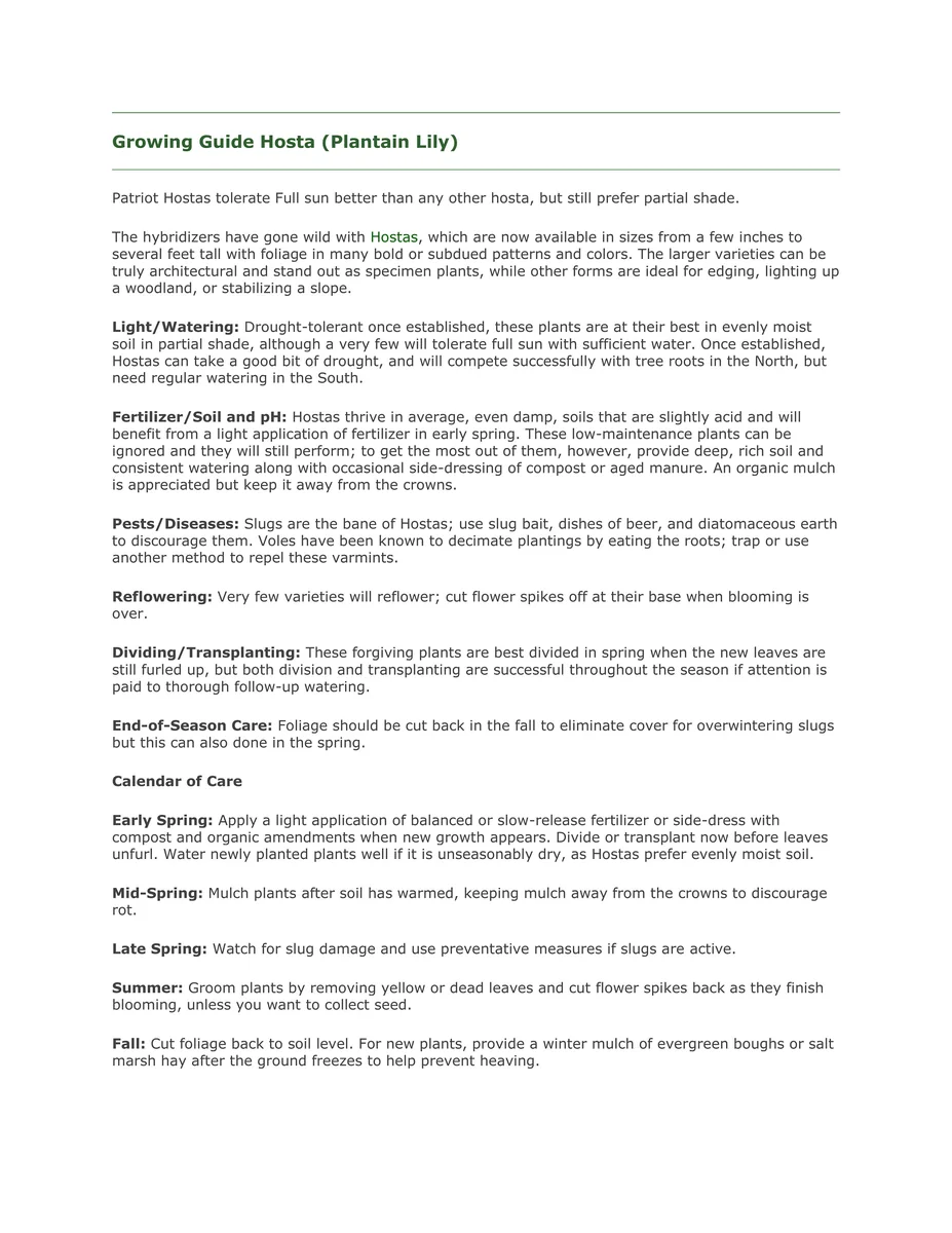 First Frost Hosta Bare Root Plant - Blue-Green Foliage, Purple Flowers, Zone 3-8 - Image 3