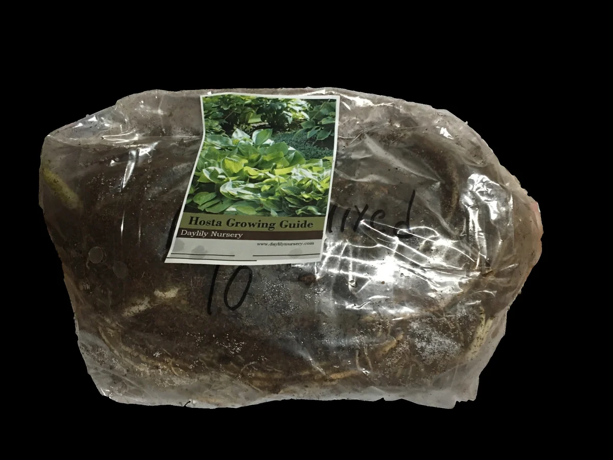 First Frost Hosta Bare Root Plant - Blue-Green Foliage, Purple Flowers, Zone 3-8 - Image 4