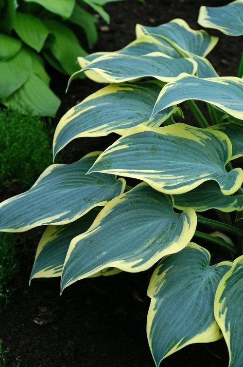 First Frost Hosta Bare Root Plant - Blue-Green Foliage, Purple Flowers, Zone 3-8 - Image 1