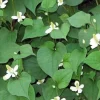 Fish Mint Seeds (Houttuynia Cordata) - Chameleon Plant Seeds - 300+ Perennial Herb Seeds - Image 1