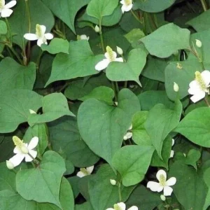 Fish Mint Seeds (Houttuynia Cordata) - Chameleon Plant Seeds - 300+ Perennial Herb Seeds - Image 1