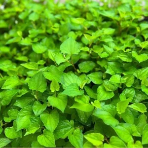 Fish Mint Seeds (Houttuynia Cordata) - Chameleon Plant Seeds - 300+ Perennial Herb Seeds - Image 2