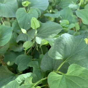 Fish Mint Seeds (Houttuynia Cordata) - Chameleon Plant Seeds - 300+ Perennial Herb Seeds - Image 3