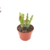 Fishbone Cactus Live Plant – 4 inch Pot – Unique Indoor Houseplant - Image 1
