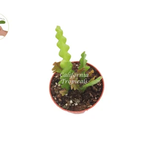 Fishbone Cactus Live Plant - 4 inch Potted Epiphyllum anguliger Indoor - Image 2