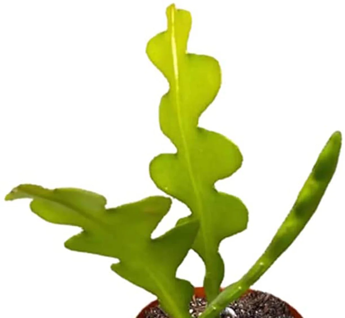 Fishbone Cactus Live Plant – 5" Tall – Potted Houseplant for Indoors - Image 1