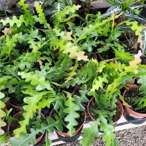 Fishbone Cactus Live Plant – Epiphyllum Anguliger Zig Zag Ric Rac Houseplant - Image 1