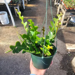 Fishbone Cactus Live Plant – Epiphyllum Anguliger Zig Zag Ric Rac Houseplant - Image 9