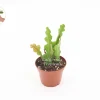 Fishbone Cactus Live Plant – Ric-Rac Orchid Cactus – 2 inch Pot – Indoor Plant - Image 1