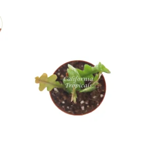 Fishbone Cactus Live Plant – Ric-Rac Orchid Cactus – 2 inch Pot – Indoor Plant - Image 2