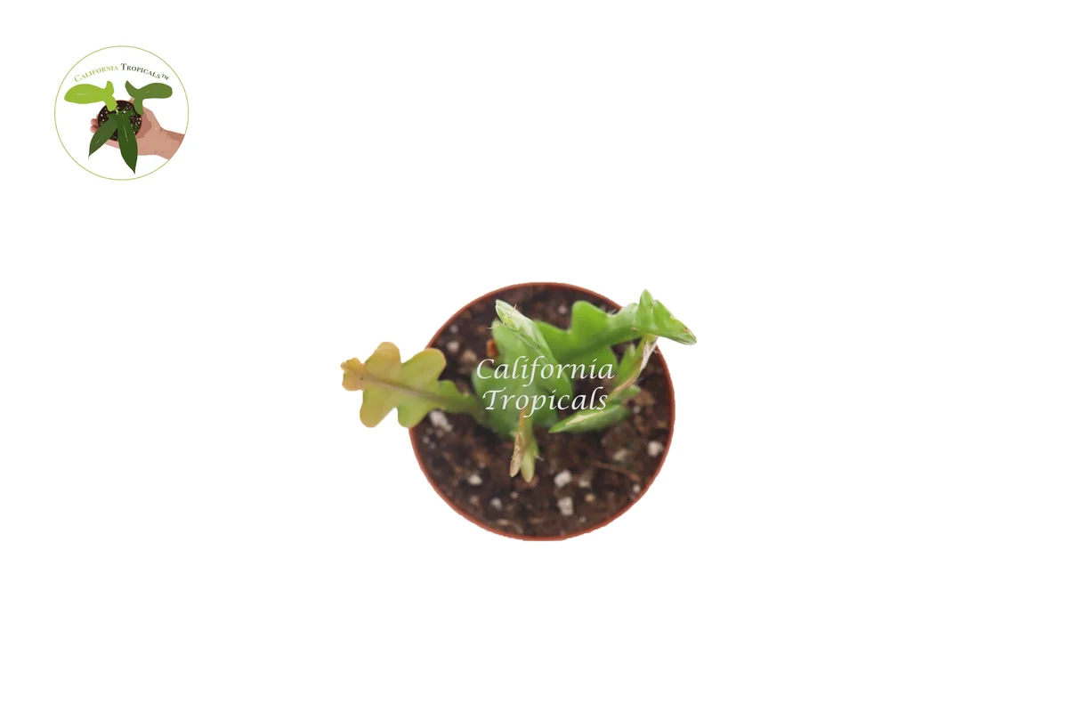 Fishbone Cactus Live Plant – Ric-Rac Orchid Cactus – 2 inch Pot – Indoor Plant - Image 2