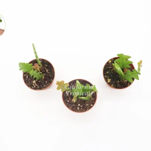 Fishbone Cactus Live Plant – Three Plants, 2 inch Pots – Indoor Succulent - Image 2