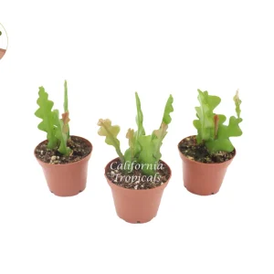 Fishbone Cactus Live Plant – Three Plants, 2 inch Pots – Indoor Succulent - Image 1